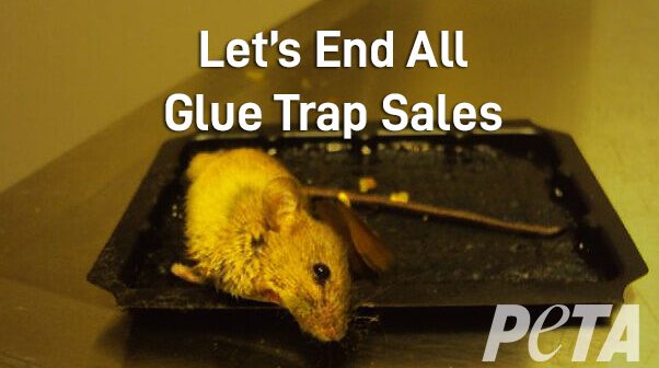 The Dangers of Glue Traps  The Wildlife Center of Virginia