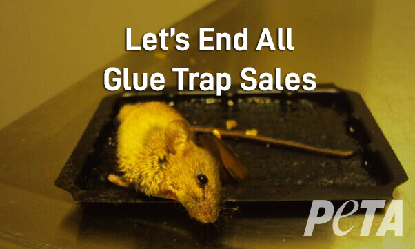 peta glue trap action center featured Glue Trap Reviews Show Home Depot Shoppers’ Regrets