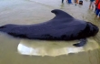 Shocking Video Shows Dead Whale Found With 80 Plastic Bags in His Stomach