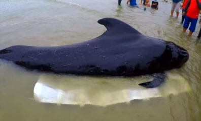 Shocking Video Shows Dead Whale Found With 80 Plastic Bags in His Stomach