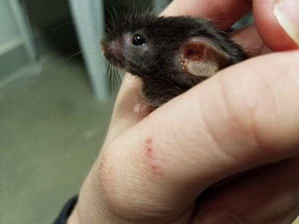 mice for adoption near me