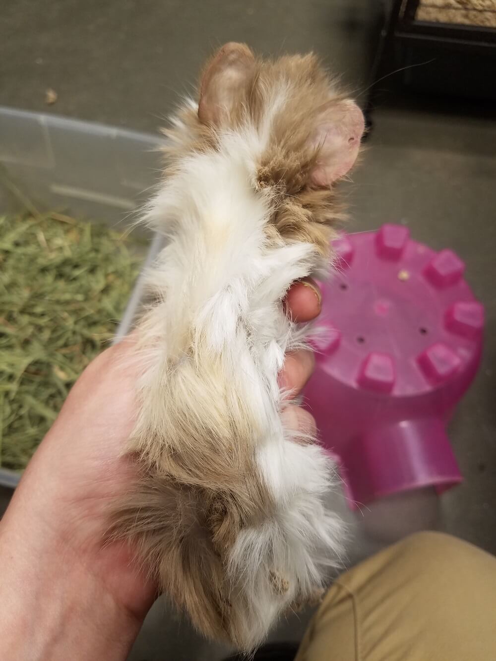 what to do with a dead guinea pig