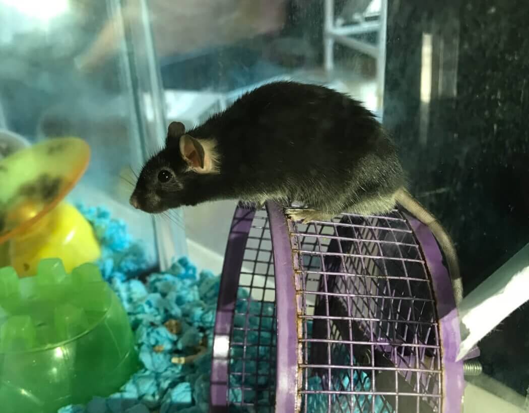 mice for adoption near me