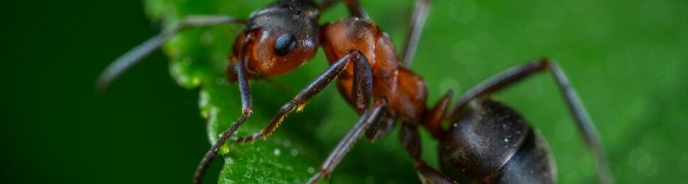 ant on a leaf, to represent many fascinating ant facts