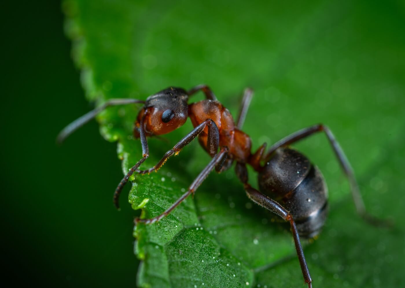 ant on a leaf, to represent many fascinating ant facts