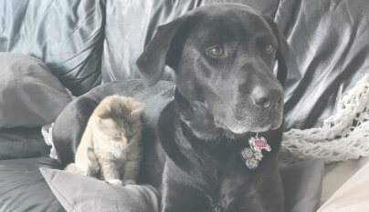 Another Dog Dies After Going to PetSmart
