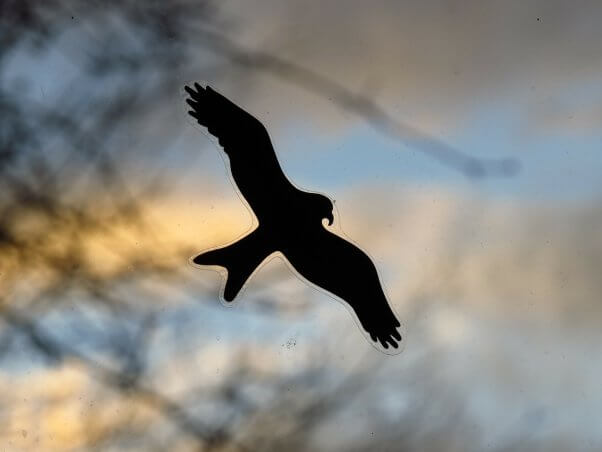 black bird-shaped sticker on window