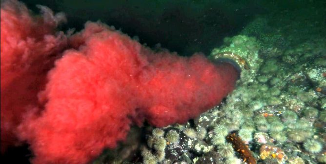 bloody water spewing from pipe