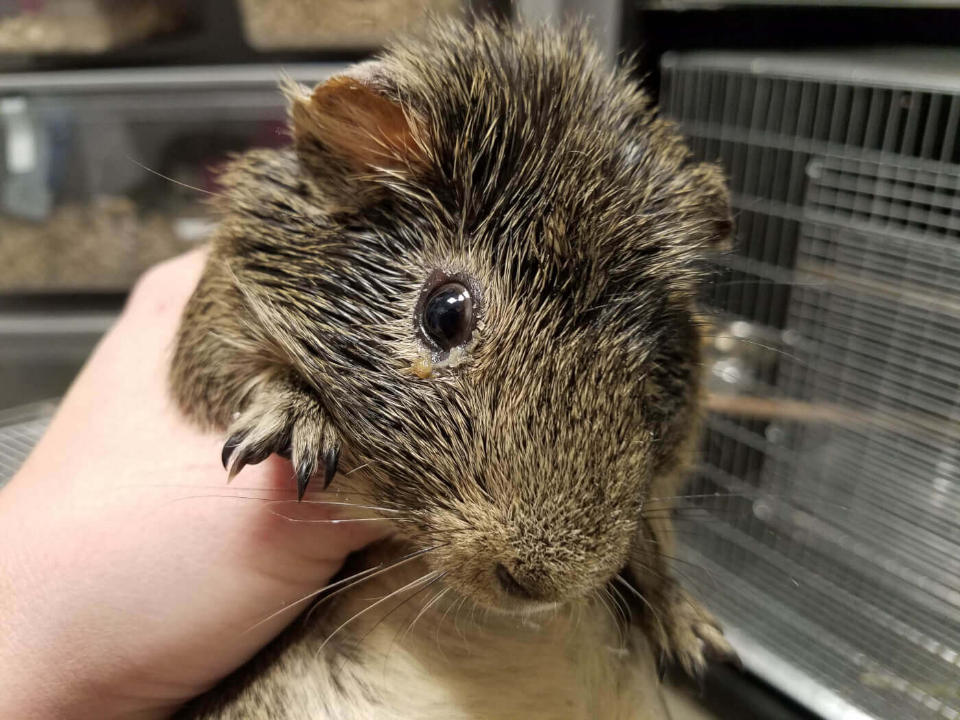 Various Guinea Pigs Petsmart Pet, Stock Video