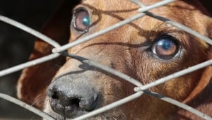 People for the Ethical Treatment of Animals (PETA) People for the Ethical Treatment of Animals (PETA)