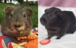RESCUED! Life Is a Picnic Now for Guinea Pigs Rescued From PetSmart Hell RESCUED! Life Is a Picnic Now for Guinea Pigs Rescued From PetSmart Hell