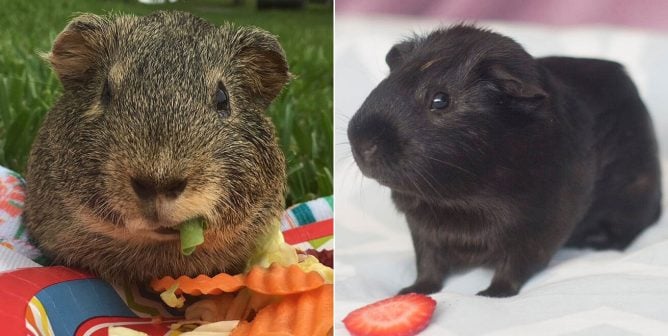 RESCUED! Life Is a Picnic Now for Guinea Pigs Rescued From PetSmart Hell