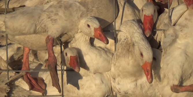 geese used for down crammed into a cage as observed during an investigation