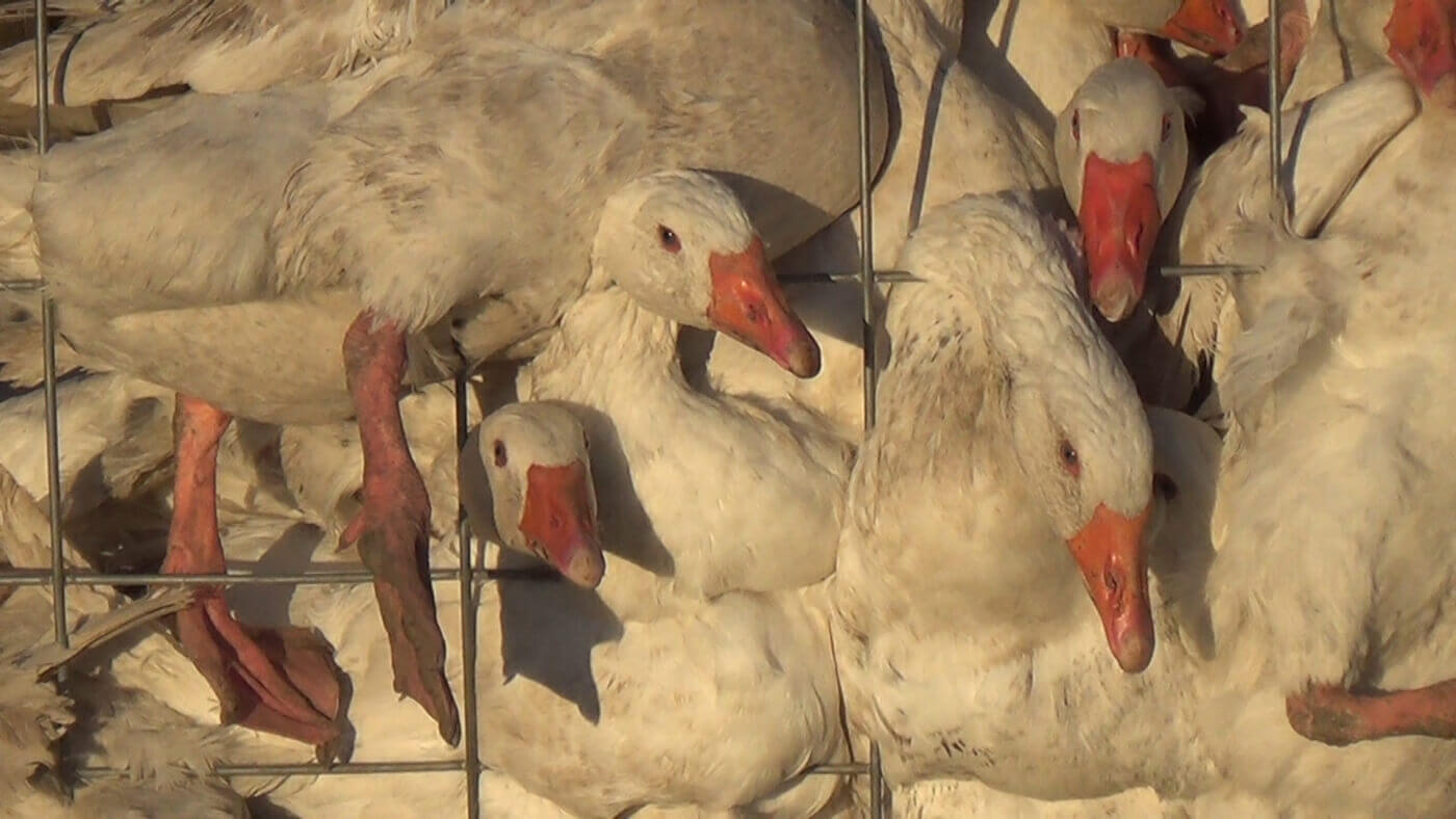 geese used for down crammed into a cage as observed during an investigation
