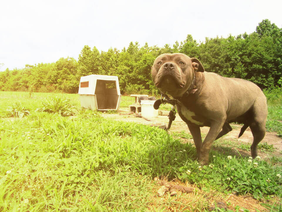6 Steps to Help Chained Dogs in All Weather