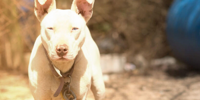 chained "outdoor dog" standing in heat with no shade