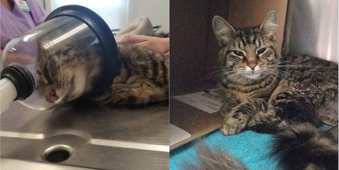 reward offered firecracker cat attack mansfield ohio 2018