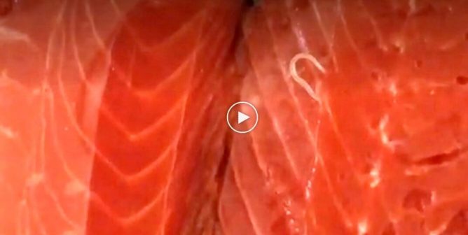 Screen shot of parasitic salmon