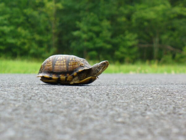 small turtle crossing road near woods