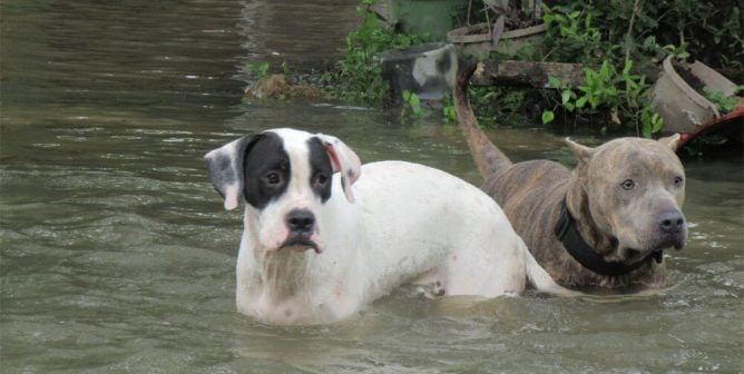 Two dogs stranded in deep water during Hurricane Harvey