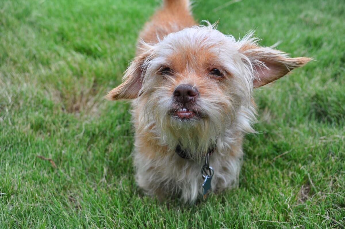 Dog Who Looks Like Yoda: Steal Your Heart She Will | PETA