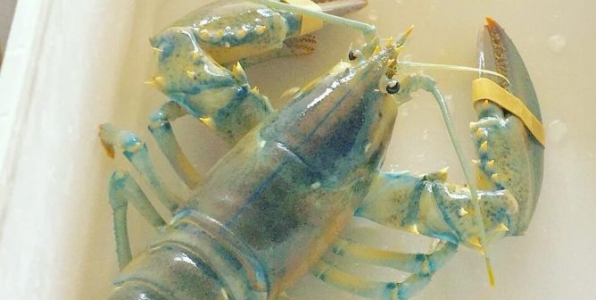 Blue Lobster Scales restaurant