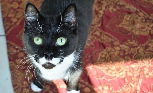 Tuxedo cat looking up at camera