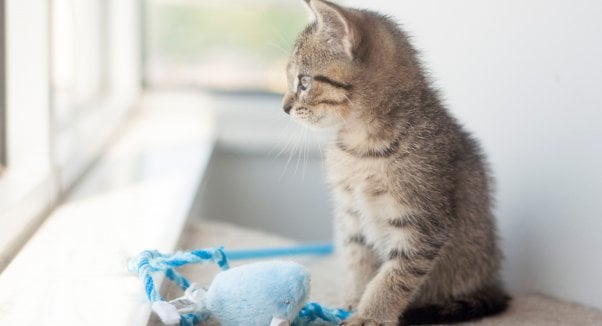 Tabby kitten with blue toy looking out window