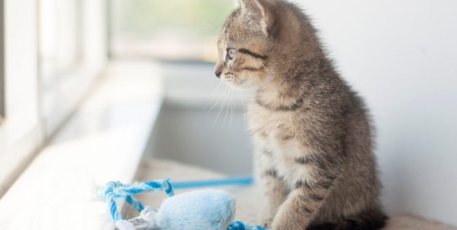 Tabby kitten with blue toy looking out window