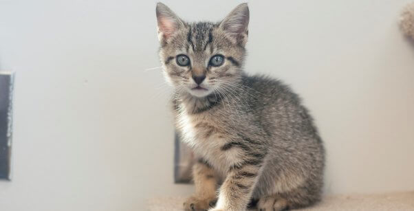 Cute tabby kitten looking into camera