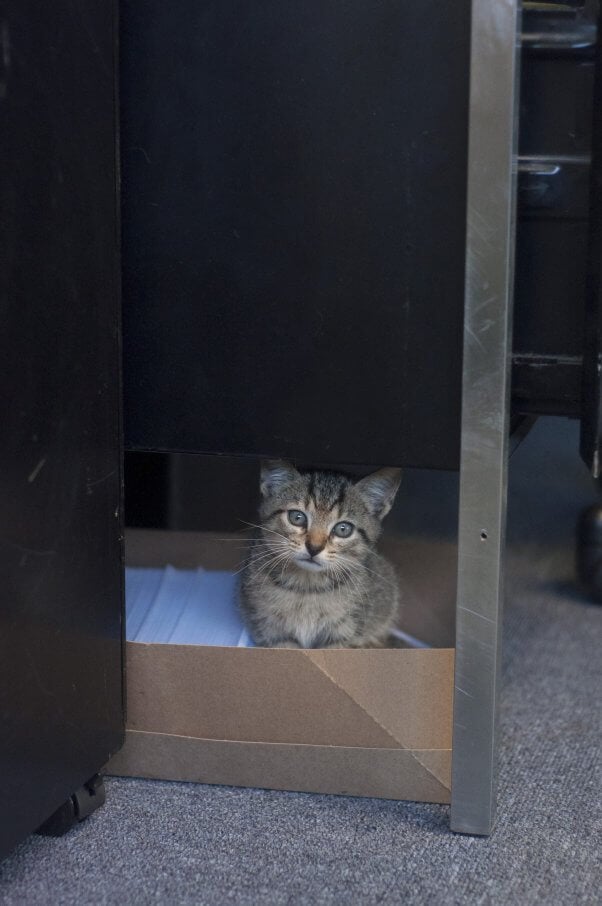 Cute tabby kitten in box under desk