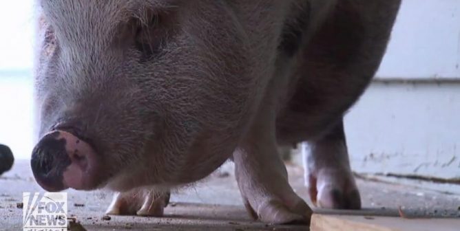 Photo of Dumplin from Fox News video