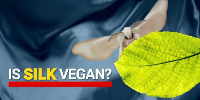 Is Silk Vegan