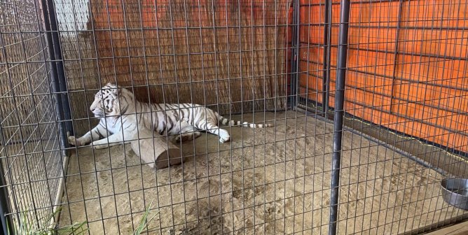 Tigers, Giraffes, and Other Wild Animals Are Slated to Appear at These Fairs