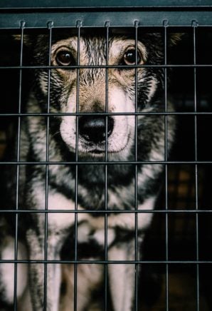 Sad dog sitting in black crate