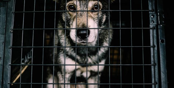 Sad dog sitting in black crate