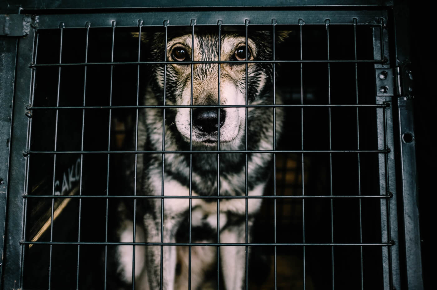 Are dogs sad in cages?