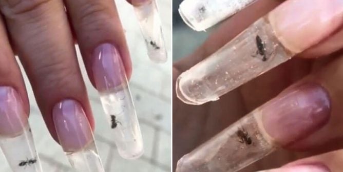 VIDEO: Ants Trapped in Acrylic Nails Run Frantically, Seem Desperate for Freedom