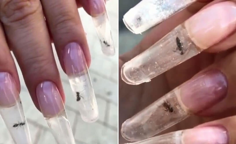 Image result for Ants Trapped In Acrylic Nails