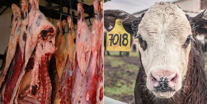 Like All Animal ‘Products,’ Bone Broth Is Unethical—and It Doesn’t Work