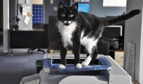 Handsome black and white cat standing on top of copy machine