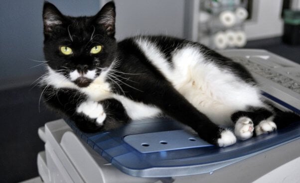 Black and white cat relaxing on a copy machine