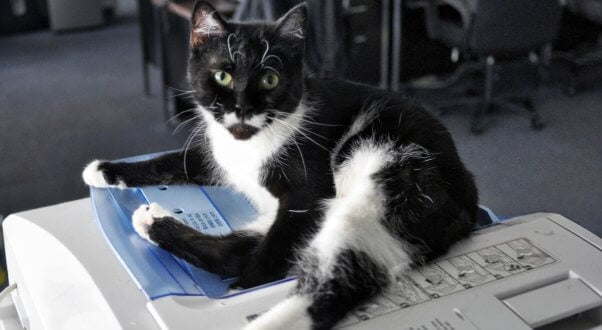 Black and white cat on top of copy machine