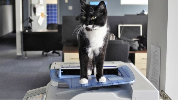 Cute black and white cat standing on copy machine