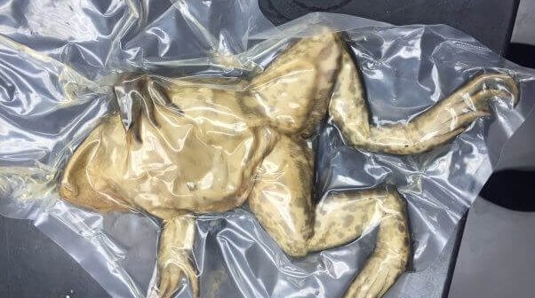 Where Do Frogs Used for Dissection Come From?