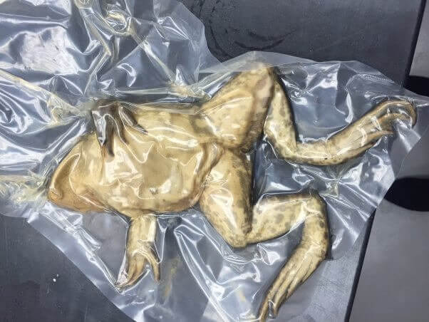 what dissection really teaches you, frog used for dissection, dead frog