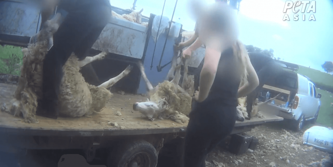 screenshot from PETA Asia wool investigation in the UK