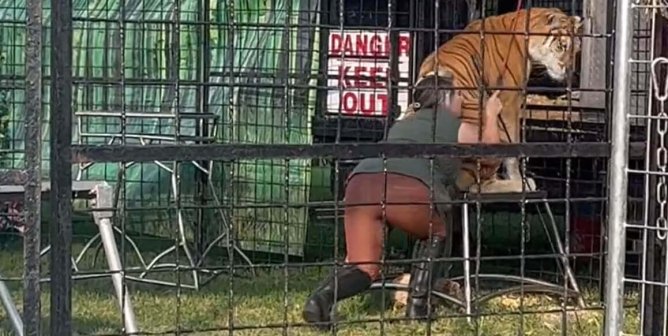 Tigers, Giraffes, and Other Wild Animals Are Slated to Appear at These Fairs