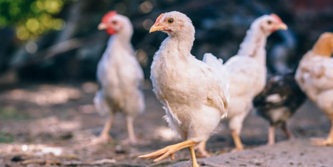 light colored hens walk around outside