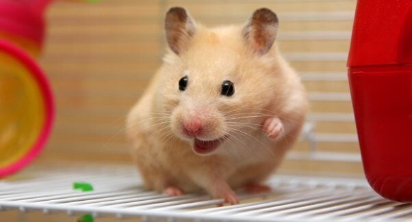 Cute hamster smiling